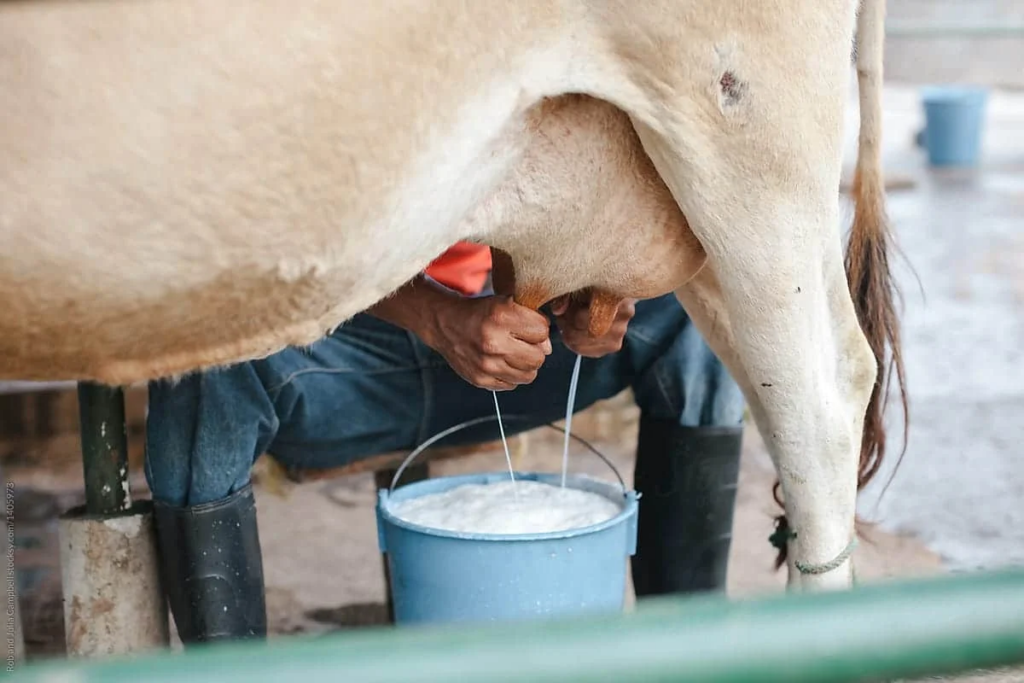 9 Reasons Your Dairy Cow Has Stopped Giving You High Milk Production