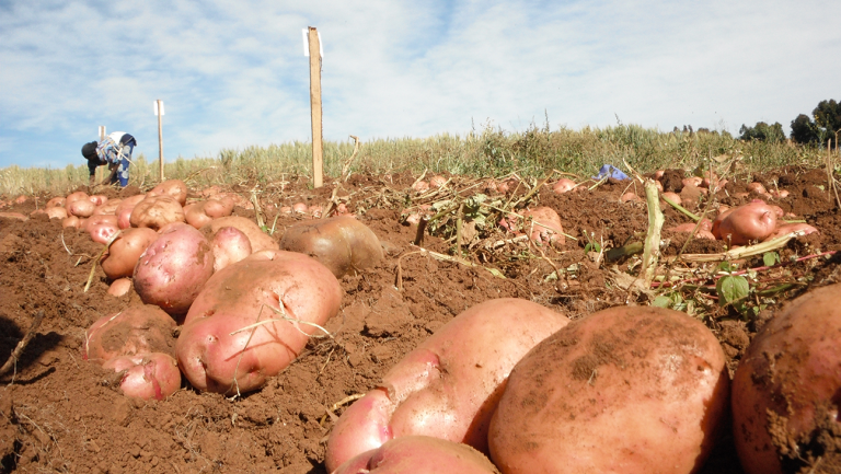 The government to arrest anyone breaking the 50kg potatoe rule The government to arrest anyone breaking the 50kg potatoe rule