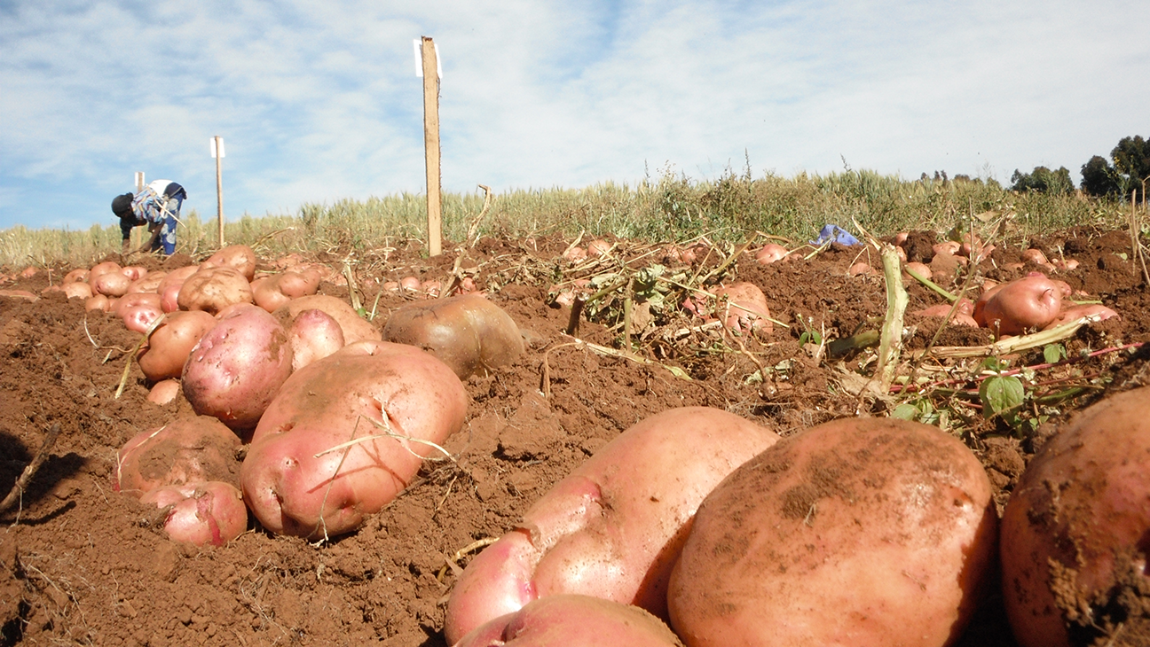 The government to arrest anyone breaking the 50kg potatoe rule