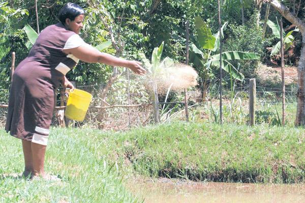 How I make Sh. 1 million a year from fish and poultry farming