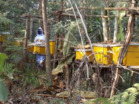 Beehives in Kenya