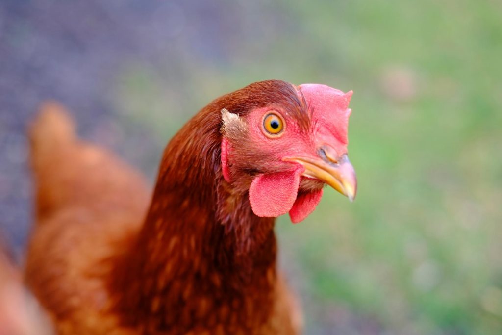 Common chicken problems and how to cope