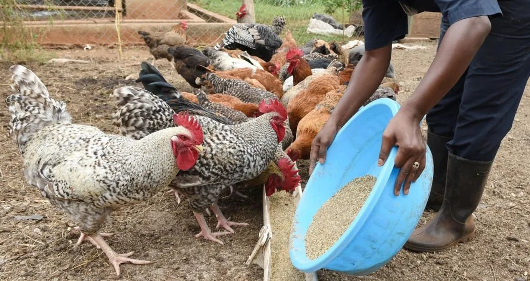 Crossing indigenous chickens with commercial hybrid layers and broilers