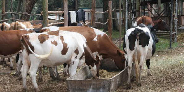 Jane Murage: I sustain my family and meet my energy needs from dairy feeds