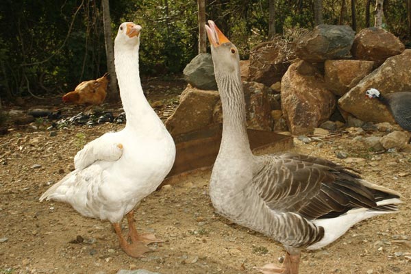 Harrison Kamau: my geese give me profit and security