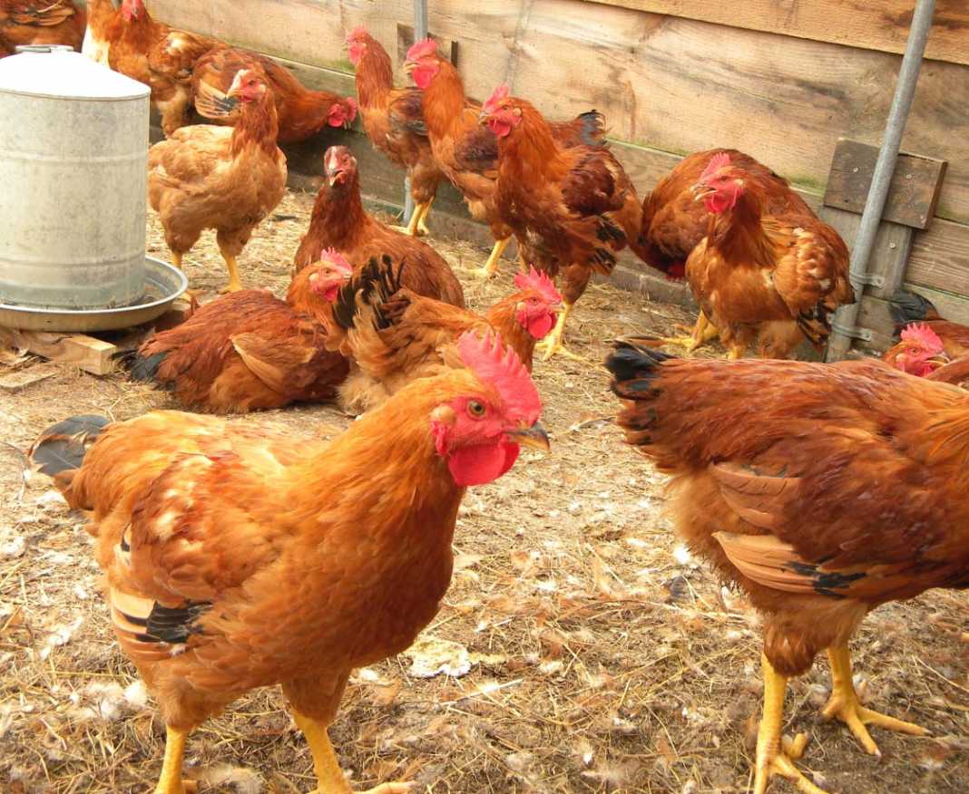 Poultry farming method