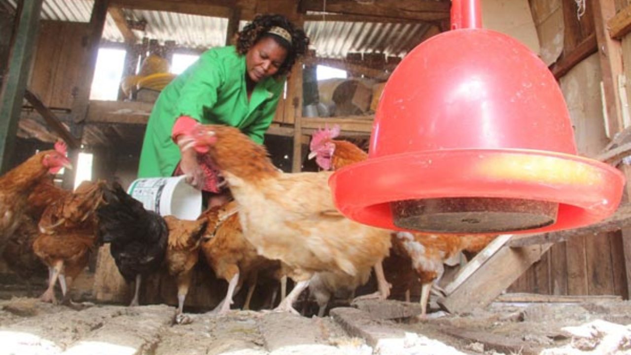 free-chicken-coops-plans-pictures-of-chicken-houses-in-kenya