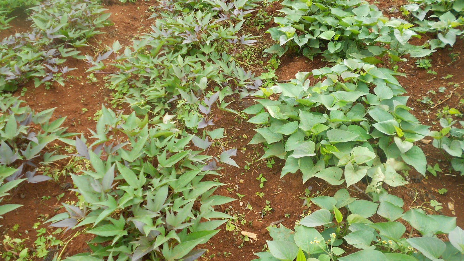 Farmers makes Sh. 120,000 from farming sweet potatoes