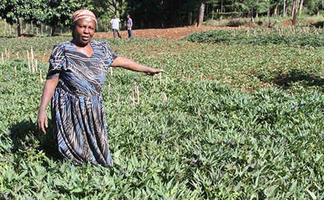 How farmer makes Sh. 180,000 every 3 months from Njahe, sweet potato farming