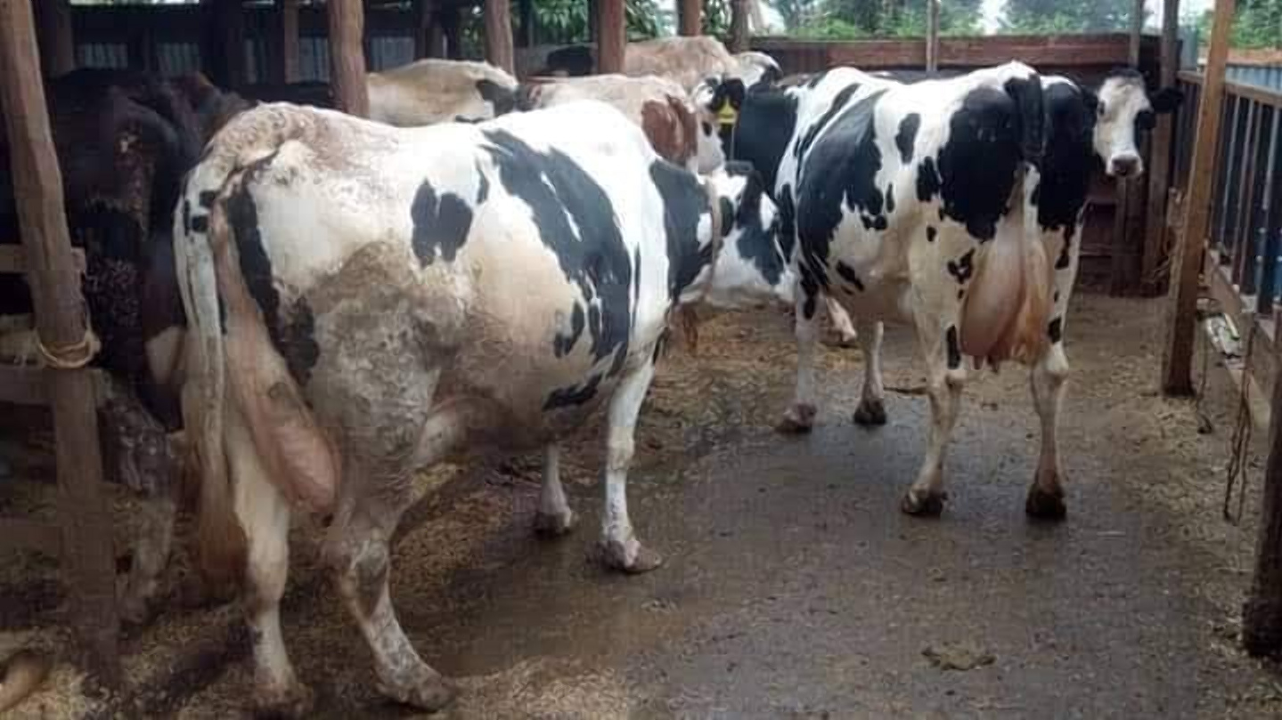 Things you must look at when buying a dairy cow in Kenya today