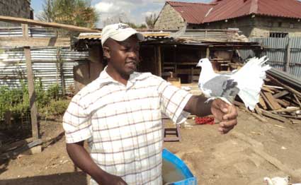 Peter Irungu: how I successfully transitioned from chicken business to ornamental birds