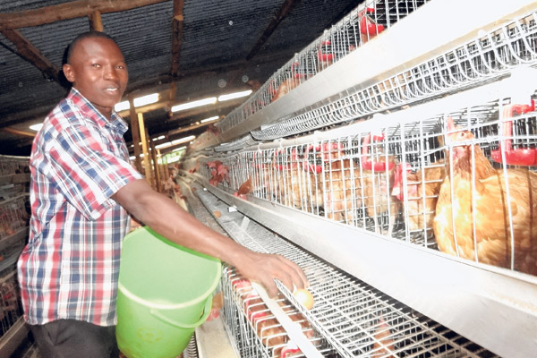 Reuben Chirchir: I rear 8,600 chickens in cages; targeting 21,000 chickens in next 12 months