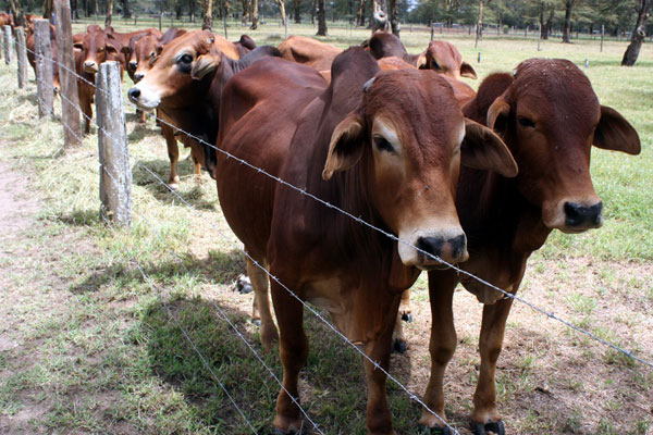 Why you should go for Brahman breed when beef farming