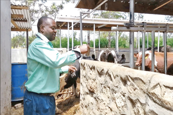 James Mburu: How I make one year feeds for my dairy cows