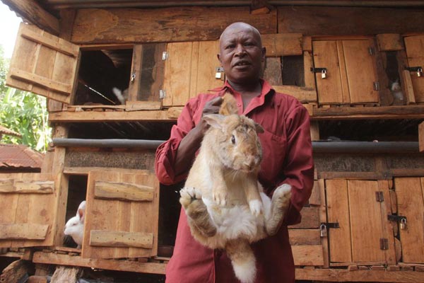 Joseph Wachira: I gave up on coffee, now I earn from rearing and selling rabbits