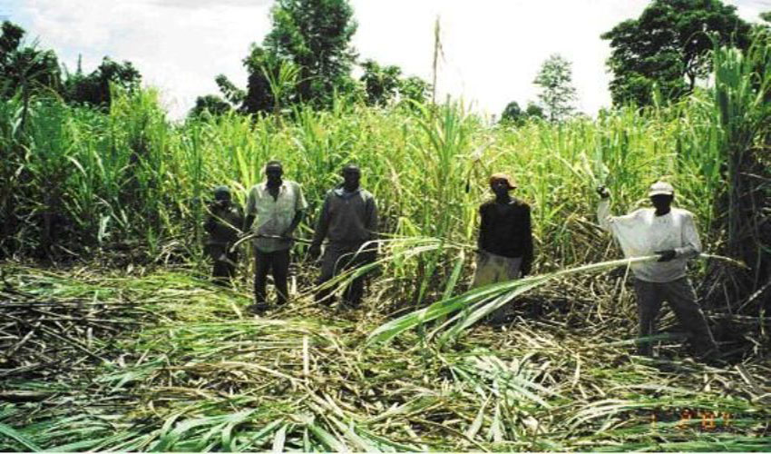 Mumias to pay farmers first before renovations start