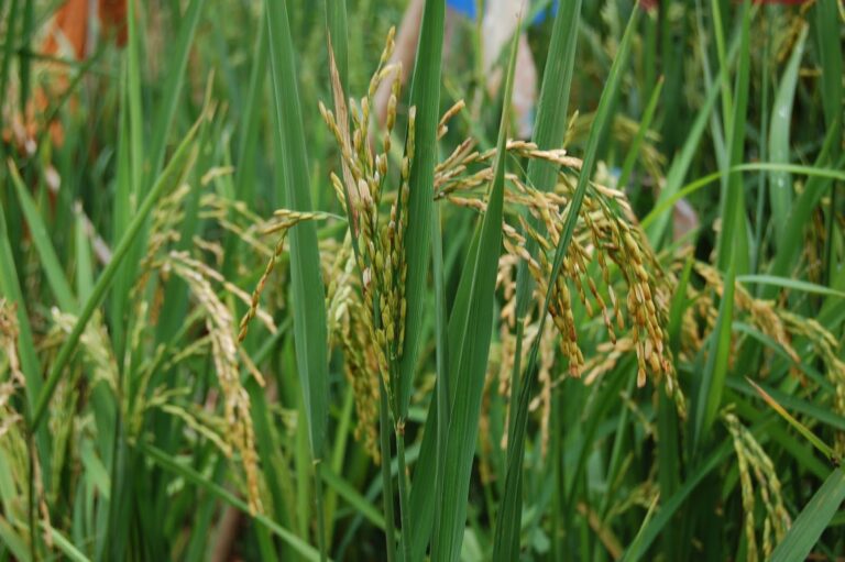 Four young African agri-preneurs seizing opportunities in farming