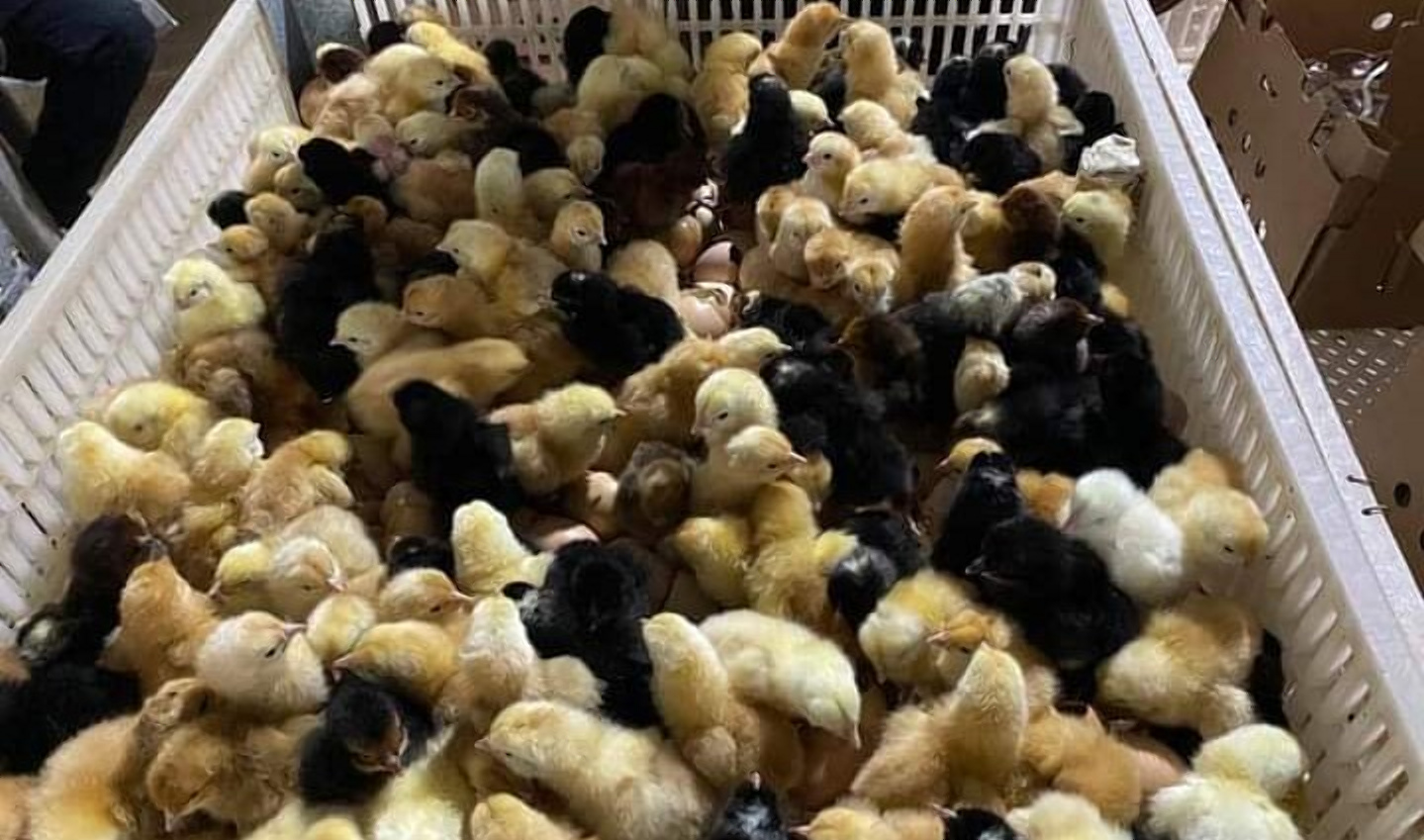 Everything you need to know about buying, care and management of day-old chicks