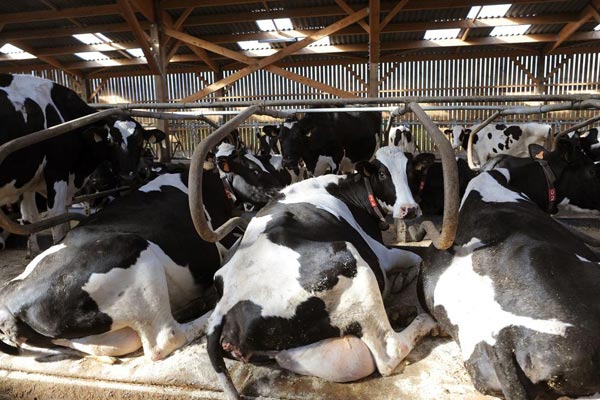 A checklist for keeping your cows healthy