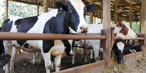 Conditions that prevent your cow from getting a calf