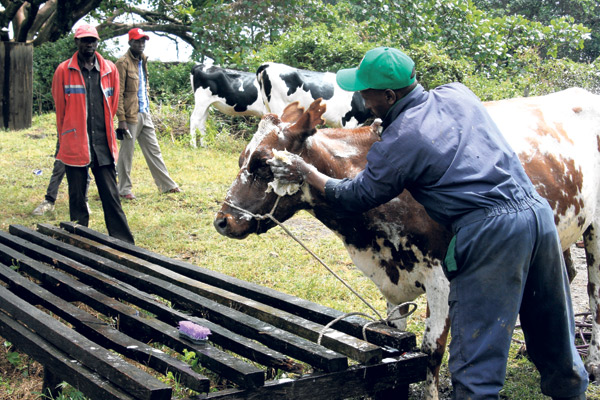 Why your cows have a rough skin and how to help them