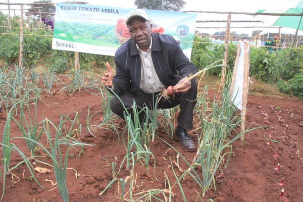 How to successfully grow the finest onions in the market