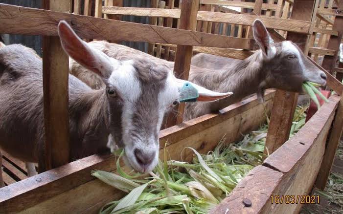 Charles Wathobio: How I make Sh. 100,000 profit per month from goat milk