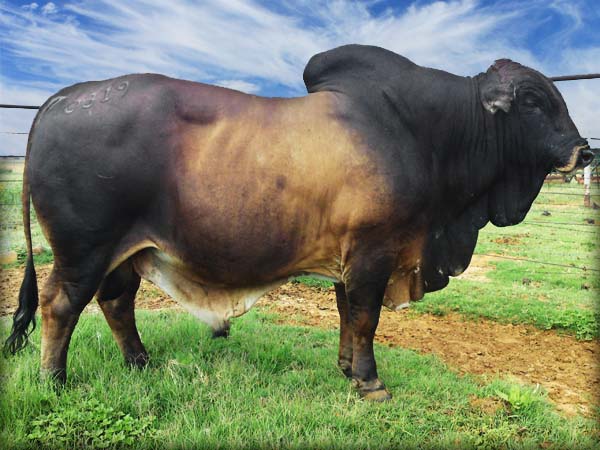 Bull’s surgical procedure that offers top beef quality