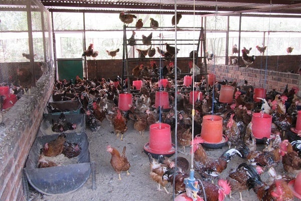 Stopping chicken disease that is every poultry farmer's worst nightmare