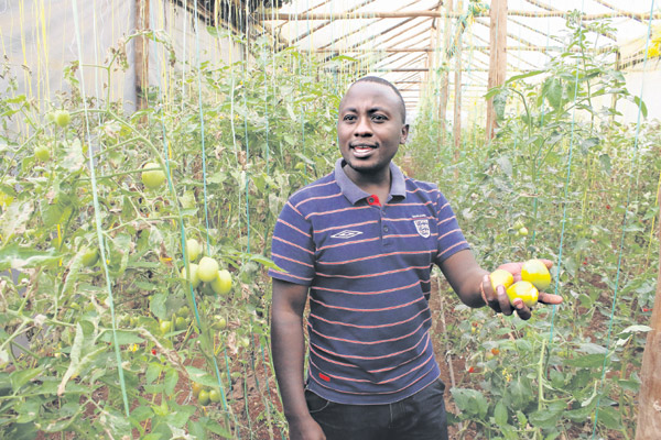 How I've made Sh. 480,000 from organic tomato farming