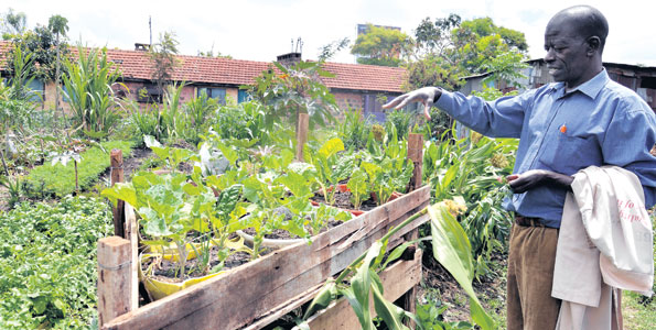 City farmer builds farming empire from Sh. 100 per day salary