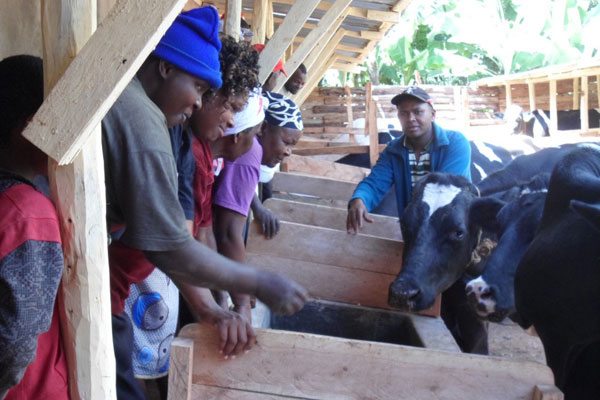 Michael Gitonga: how I get 255 litres of milk from my 8 cows daily