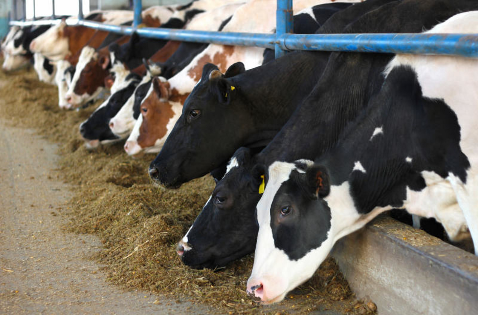 Ways to make more money from value addition if you are a dairy farmer