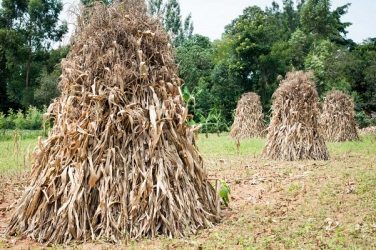 How to turn the waste in your backyard into cheap, valuable dairy feeds for your cow