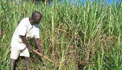 It's time sugarcane farmers moved on to better economic activities