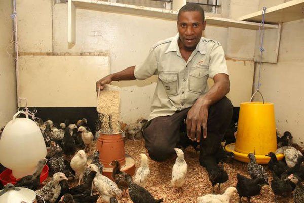 How I make profit hatching and rearing chickens at my laundry room