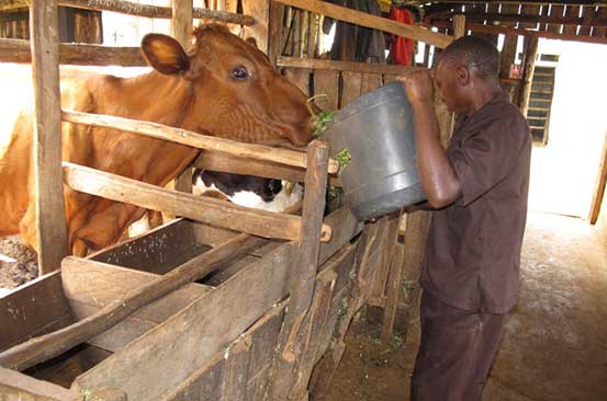 Gilbert Korir: Blindness hasn't stopped me from earning a living as dairy farmer