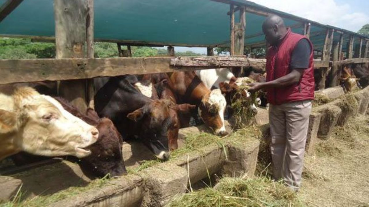 Cow Fattening In Kenya All About Cow Photos