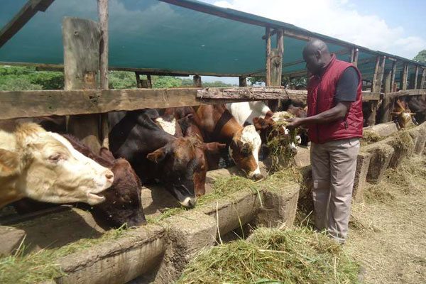 Why your dairy cows should not be fed immature or overgrown grass