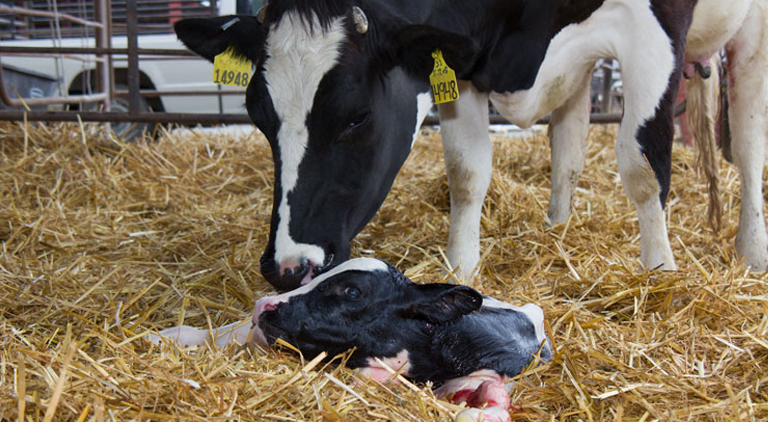 How to prepare your cow for successful calving