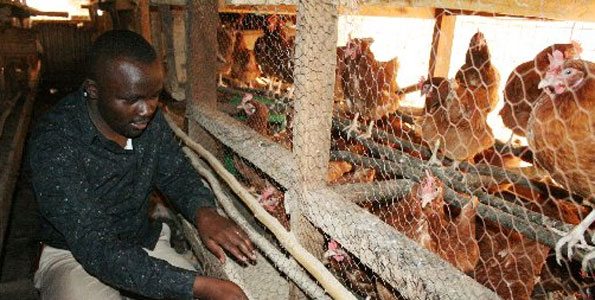 How to raise a poultry farmer’s profits