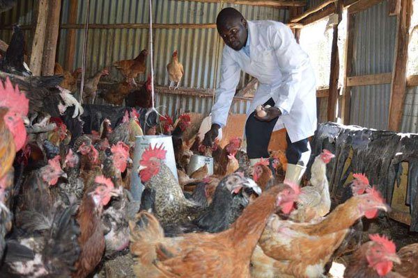 The Cost Of Rearing Kienyeji Chicken In Kenya