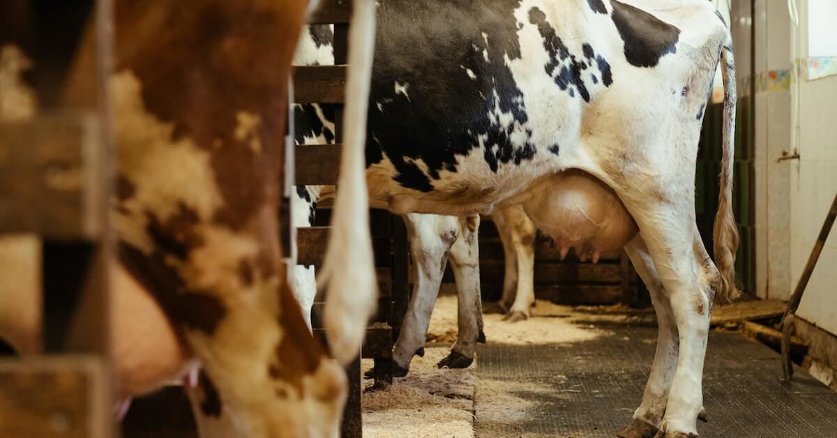 9 practices that will keep you dairy cattle healthy, comfortable, and profitable