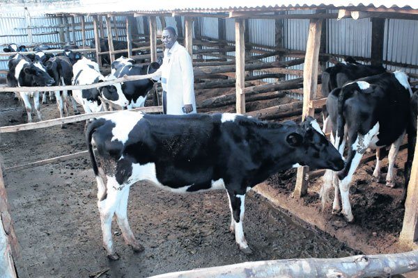 Image result for dairy farmer kenya