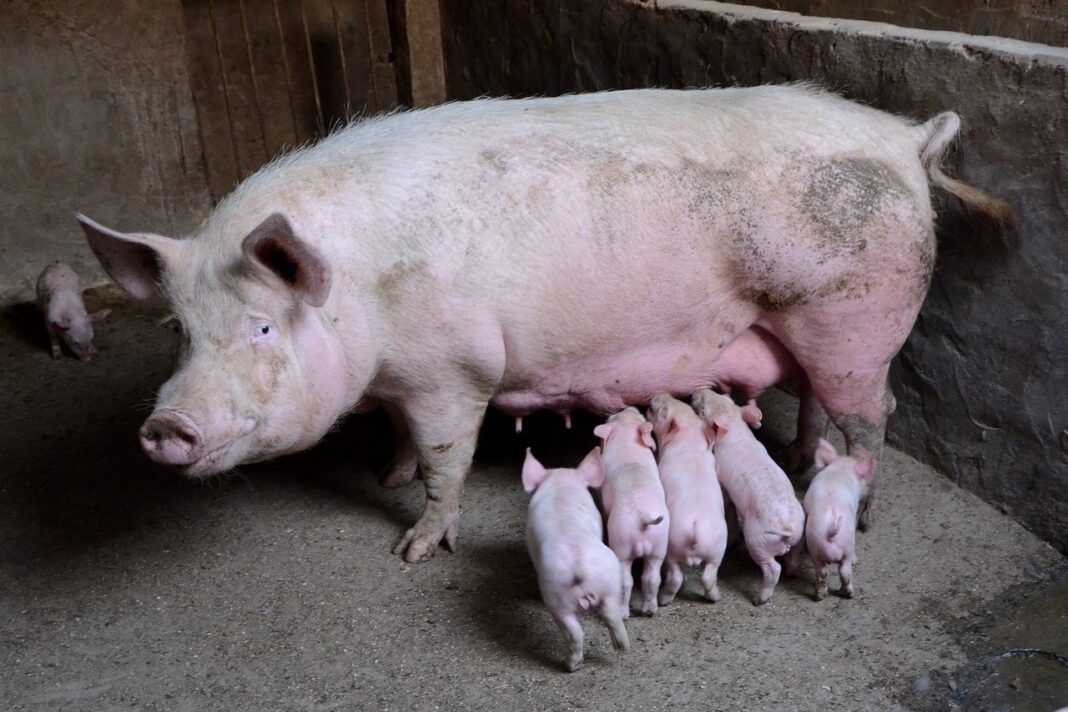 Everything You Wanted To Know About Successful Pig Rearing