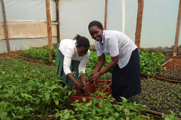 How youth group is making profit farming passion fruits