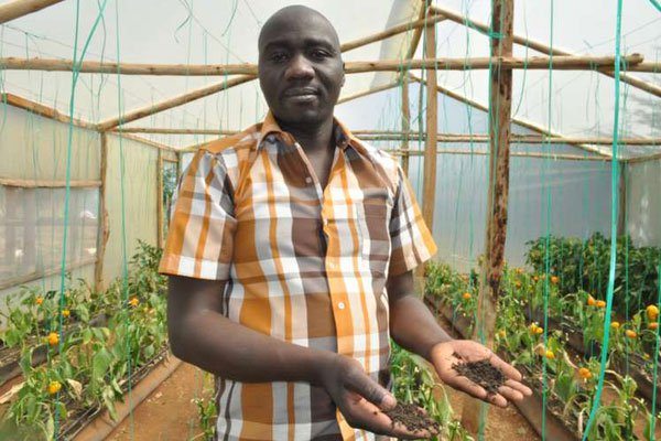 How I use chicken manure to keep my capsicum disease-free