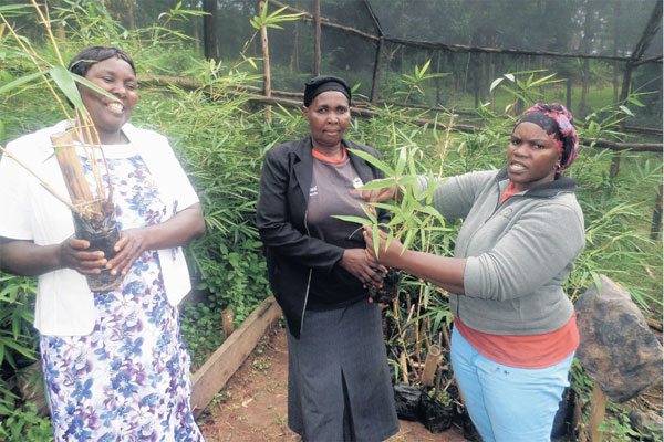 How couple makes Sh. 200,000 per month from bamboo farming