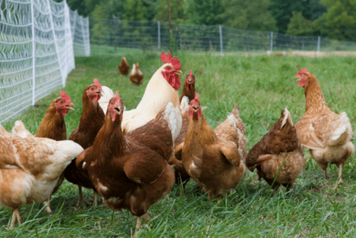 Bizna Indigenous Chicken