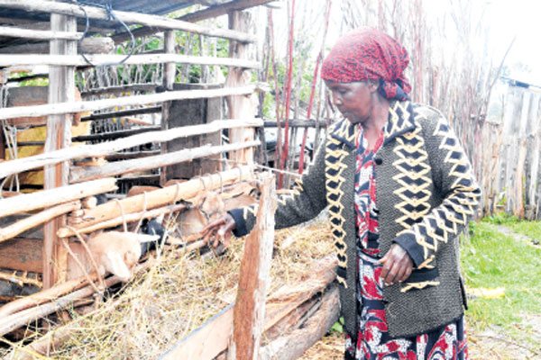 How dairy goat farming is the new cash-cow